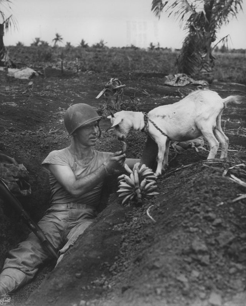 Нил Шобер, сержант морской пехоты США кормит бананами козу, 1944гМарианские островаСайпан