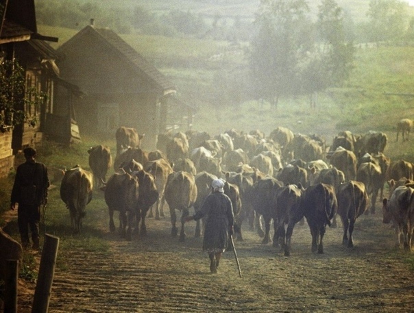 Выгон скота ранним утром. 1970г.СССР.