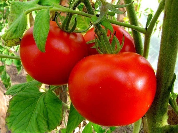 как вырастить высокий урожай помидоров по 30 и даже 45 кг помидоров с одного квадратного метра может получить каждый огородник в условиях открытого грунта.технология выращивания рассады