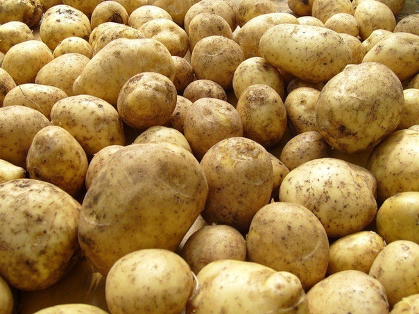 Картофель «по-русски». Как это Выращиваю картошку по старой русской технологии, в соломе, не провожу ни окучивания, ни прополки, ни полива.В прошлом году дождей было мало, стояла непривычная для