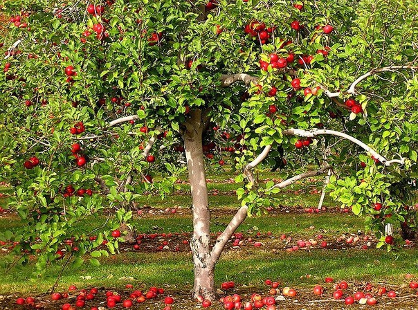 как правильно сажать яблоню: 7 главных советов 1. весной плодовые саженцы высаживают до распускания почек, сразу после оттаивания почвы. если саженцы не прикопаны с осени, быстренько