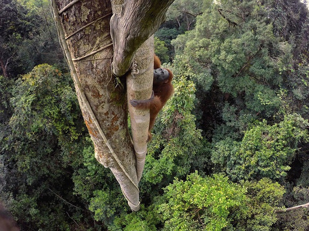 Орангутанг взобрался на высоту 30 м за фруктом, Индонезия. Фото года по версии National Geographic.