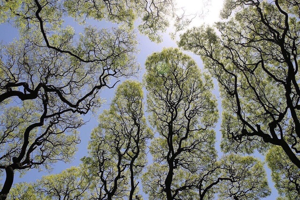 «Застенчивость» в ботанике - явление, при котором некоторые деревья держат расстояние между друг другом.