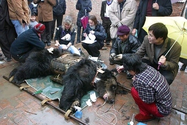 Подпишите петицию против издевательства над медведями. Над медведями издеваются в Китае. В Приморском крае незаконно продают медвежат китайцам. В Китае из них выкачивают желчь. Жестокость