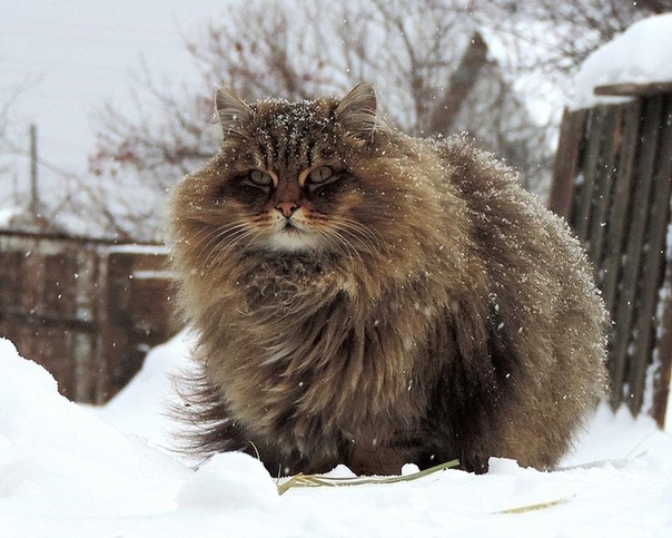 Жизнь Пушистый здоровенный кот-сибиряк вновь пришел в их двор. Виктор Павлович уже несколько недель наблюдал за этим красавцем с балкона своей квартиры. Видно было, что кот дворовый, не