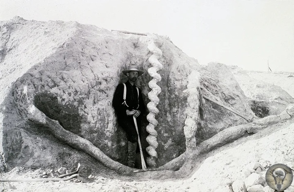 Штопор Дьявола В середине 1800-х годов владельцы ранчо в округе Сиу возле реки Найобрэра, штат Небраска, обнаружили необычные подземные образования. Они представляли собой спиралевидные
