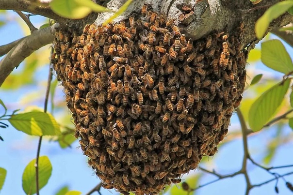 Поверья и приметы про пчел