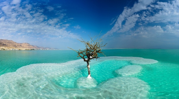 Дерево жизни, посреди Мертвого моря