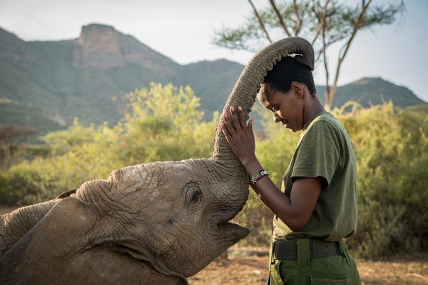 На севере Кении уже 3 года работает уникальный приют "Ретети", в котором спасают и выхаживают осиротевших слонят