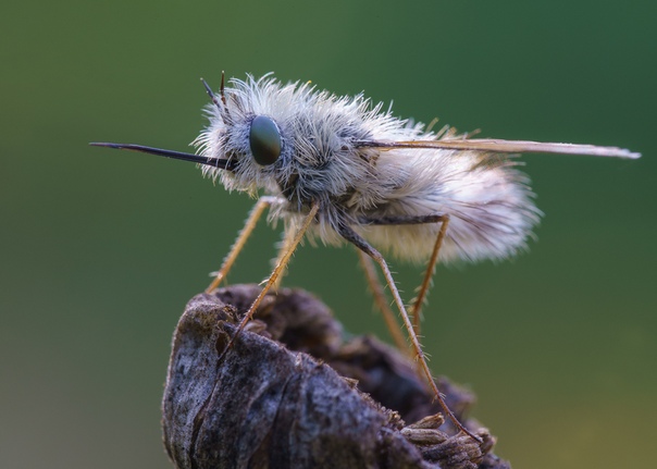 Жужжало большое (Bombylius major) Довольно редкая мохнатая муха, похожая на шмеля, но с длинными ногами. Благодаря вытянутому прямому хоботку мухи могут питаться не садясь на растение, а зависая